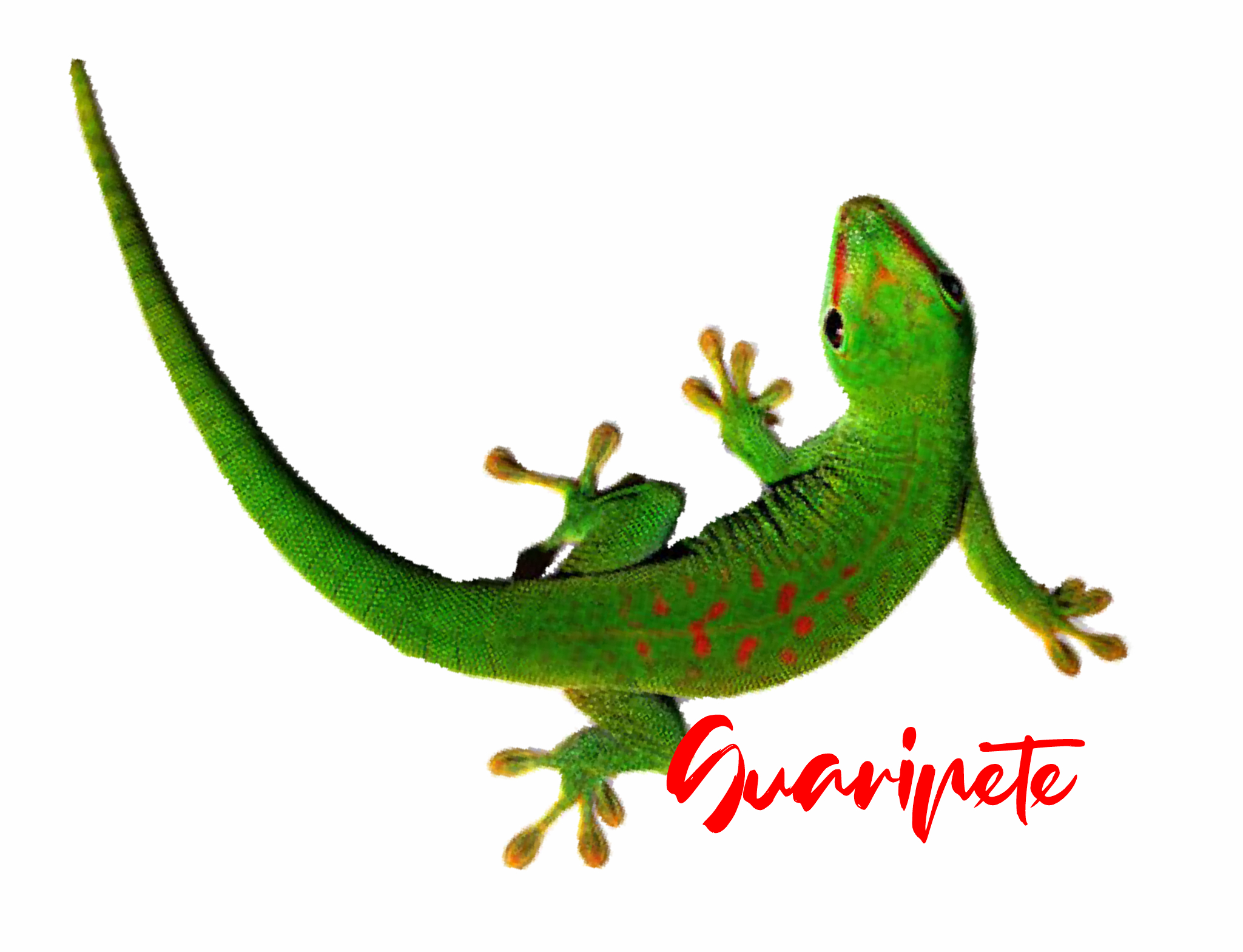 The Guaripete Official Store is Clothing and Accessories of the recognized brand Guaripete